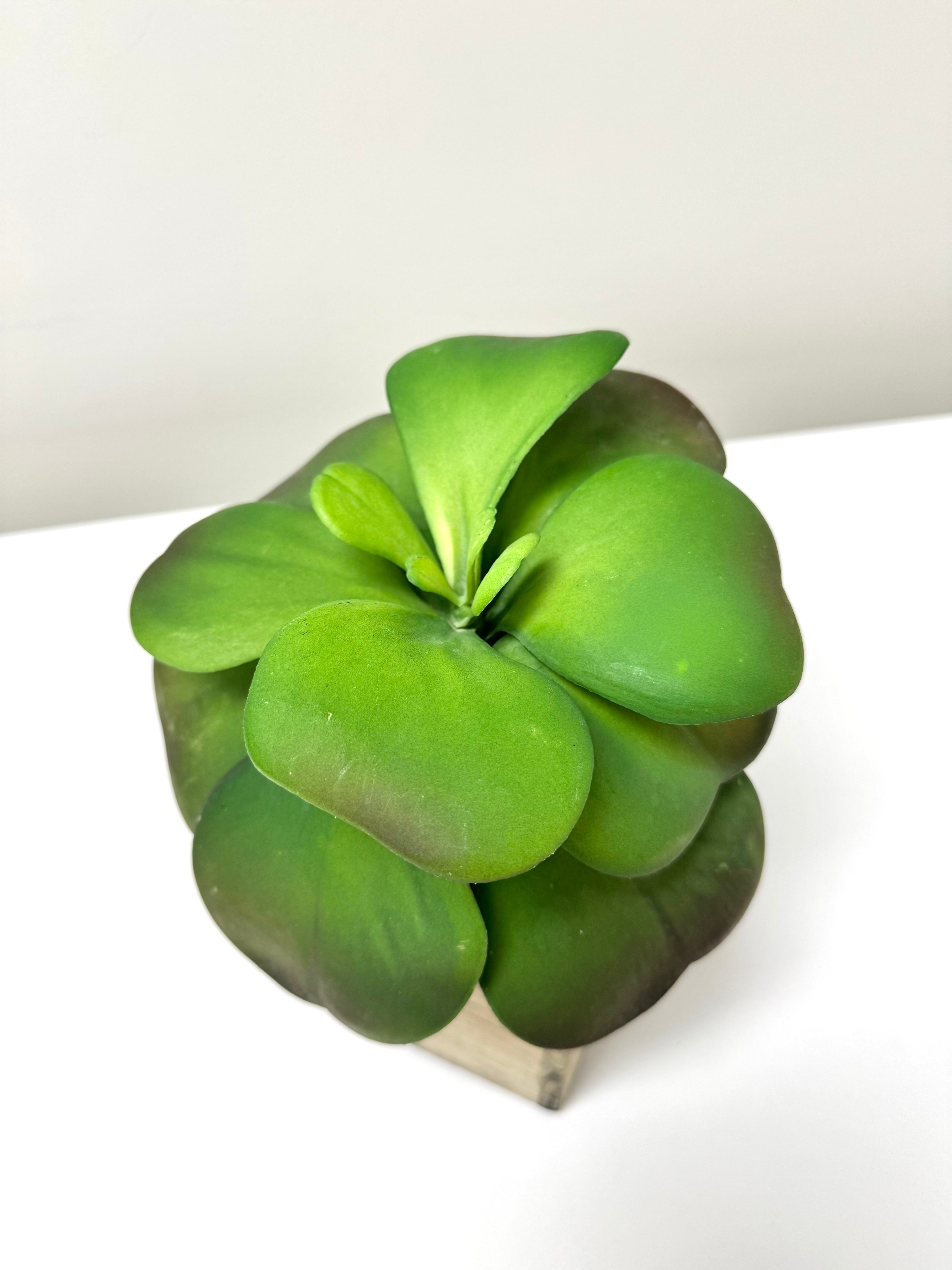 Faux Succulent in Wooden Box