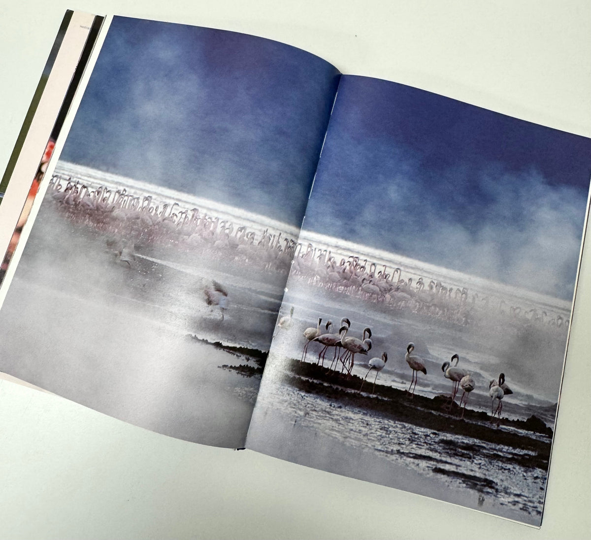 'Pink Flamingos' Hardcover