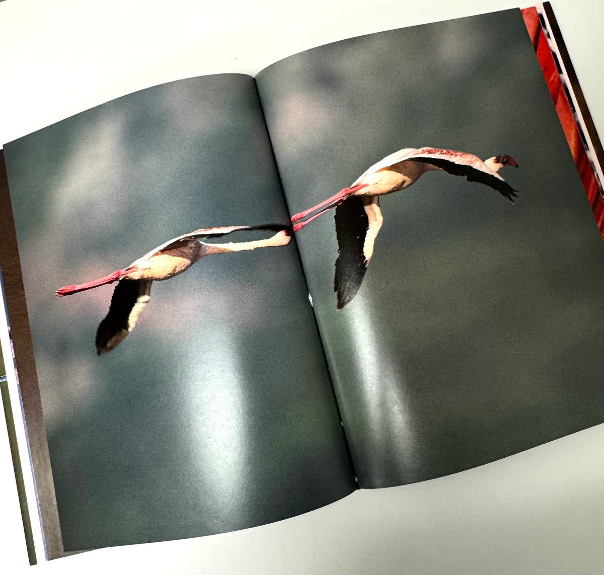 'Pink Flamingos' Hardcover