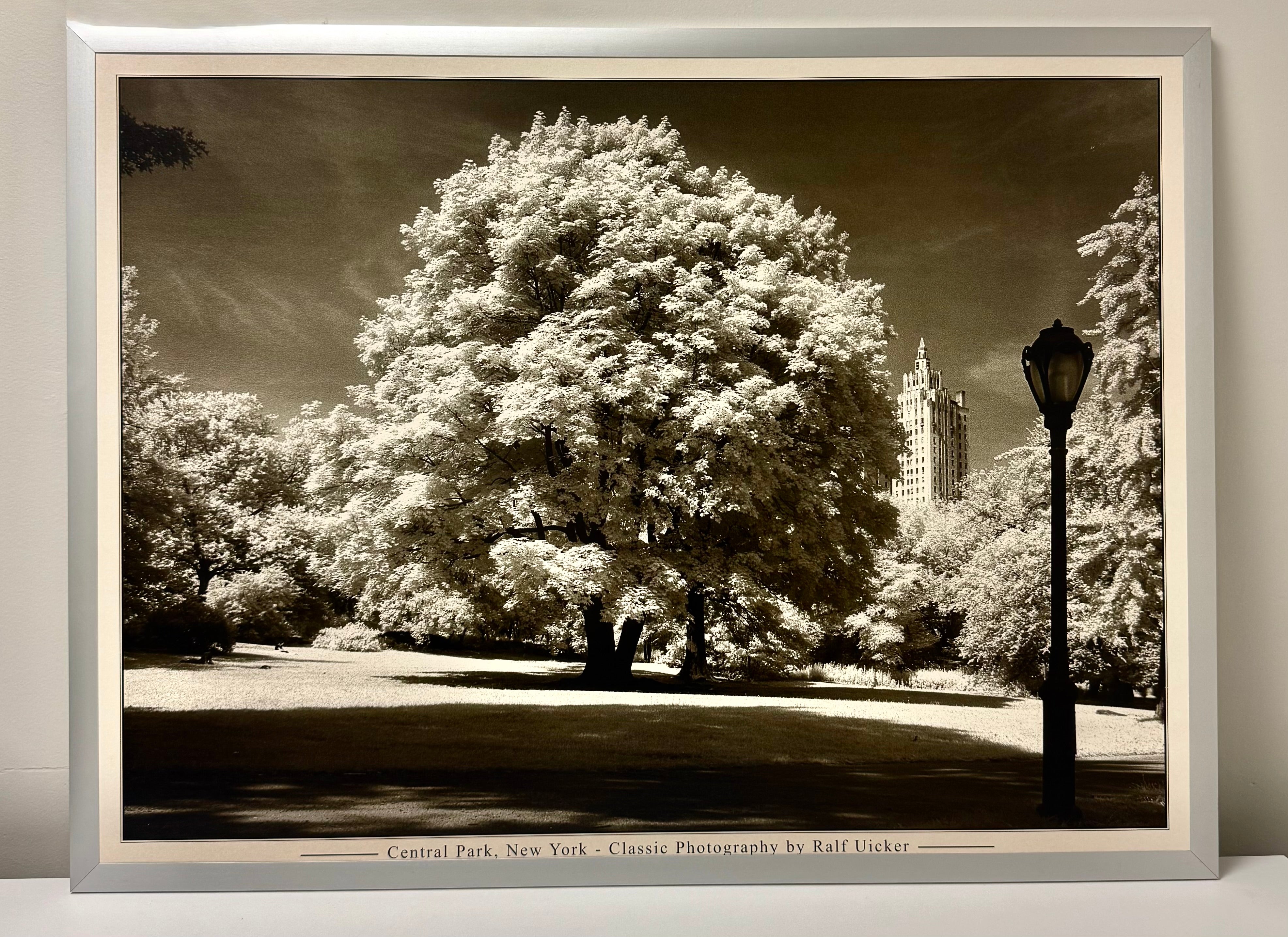 'Central Park New York' Photograph