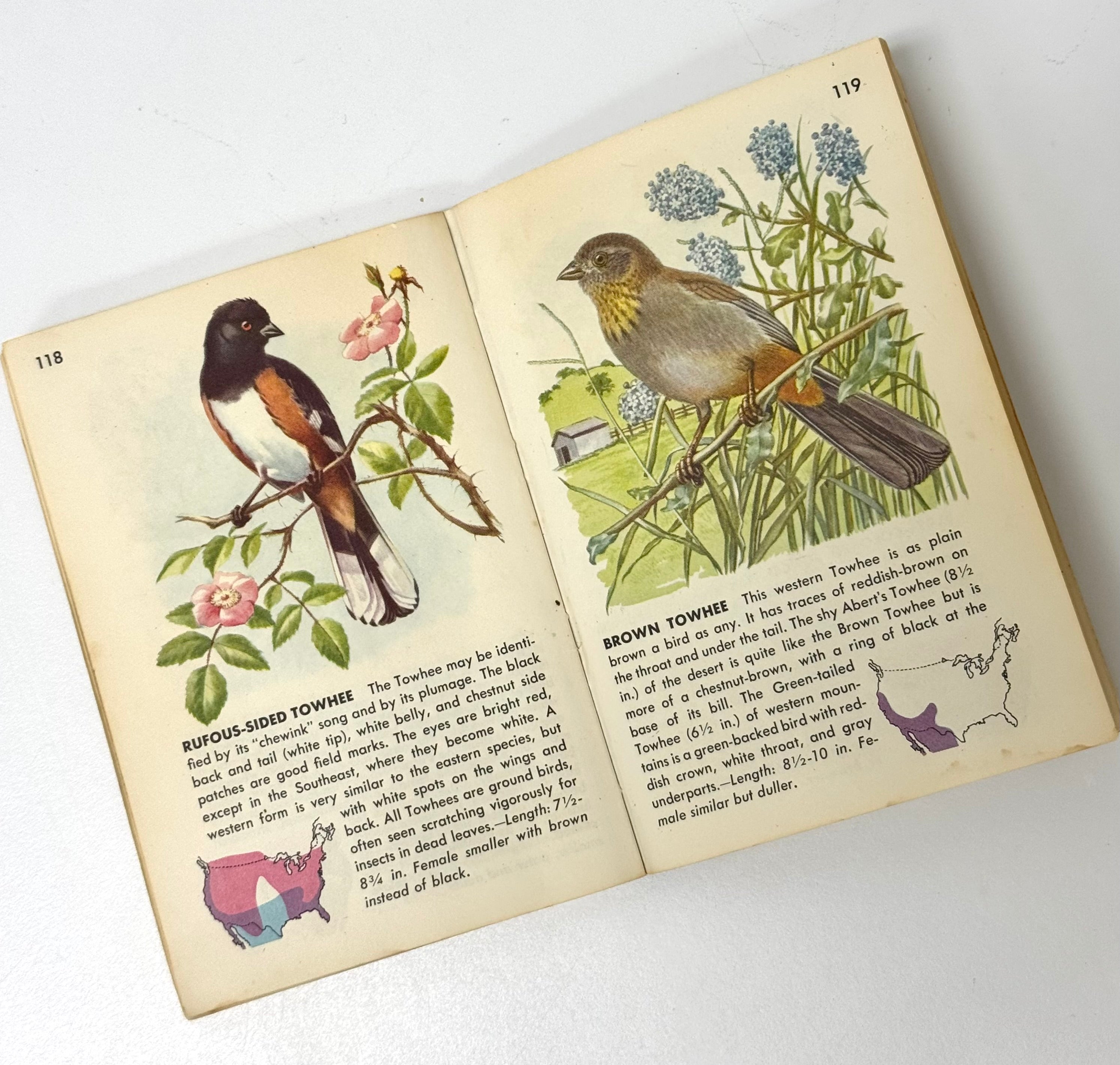 Vintage 'Birds - A Golden Nature Guide' Softcover