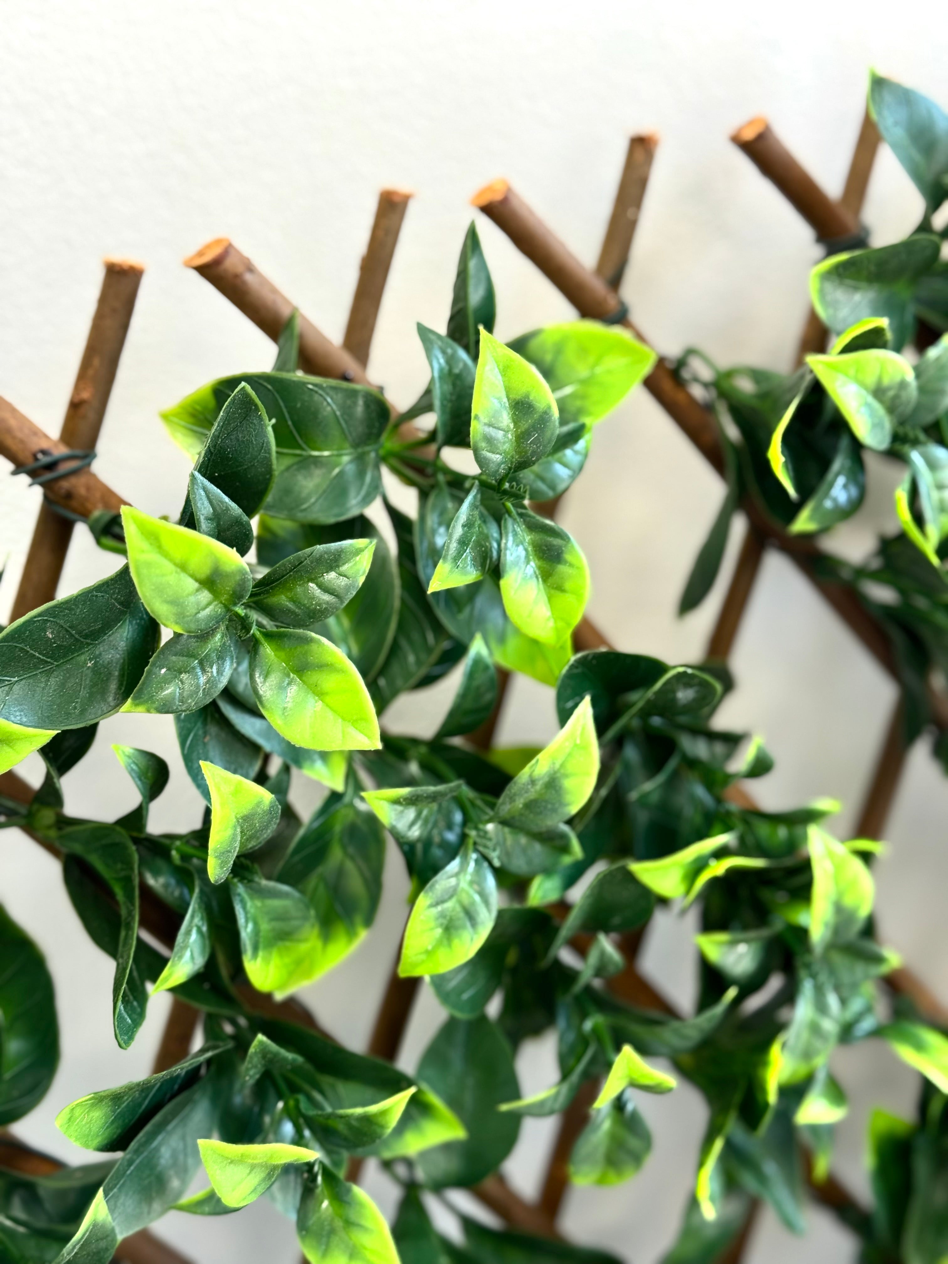 Gardenia Willow 40" x 80" Trellis Screen