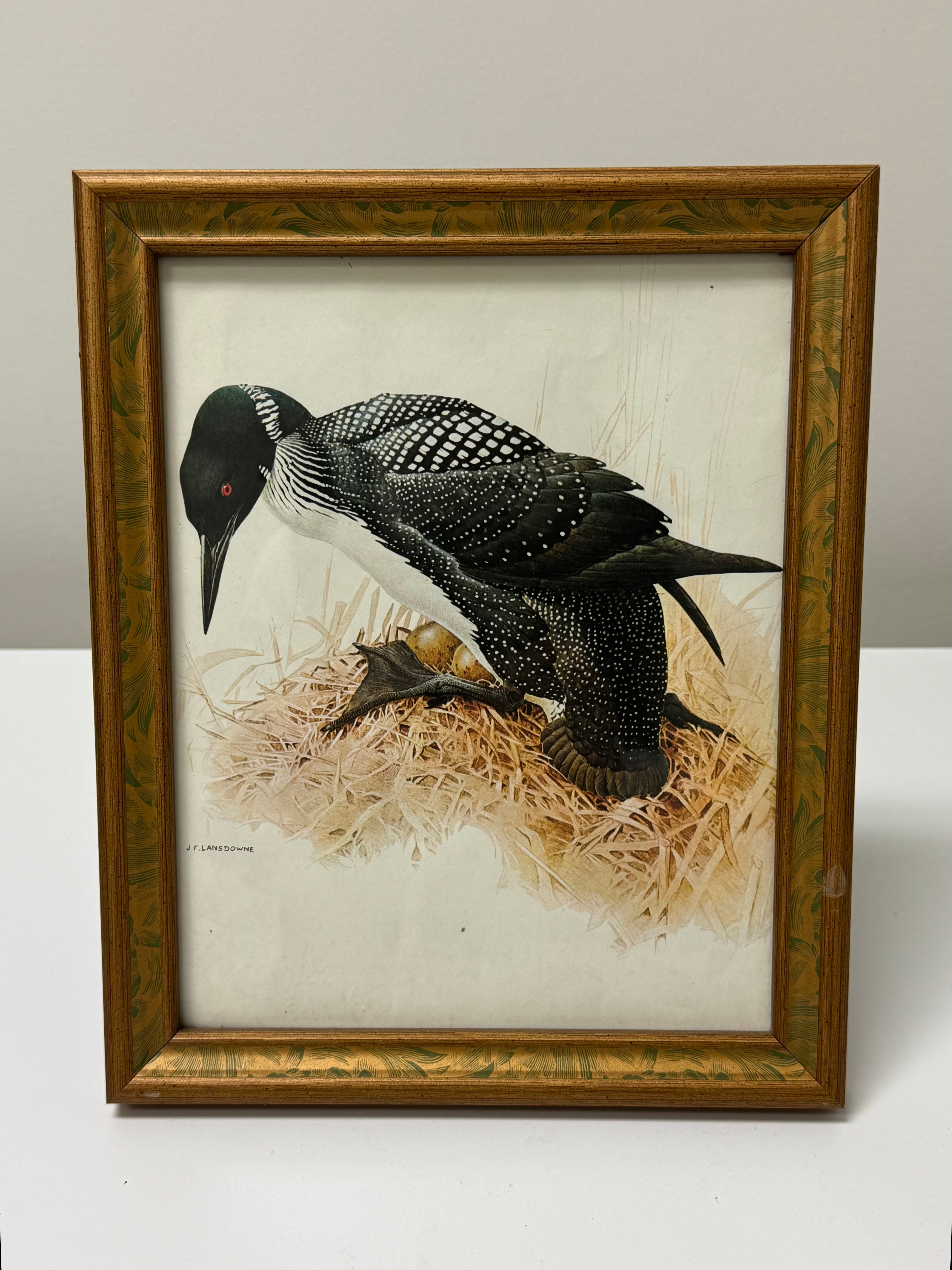 J.F. LANSDOWNE Common Loon Print