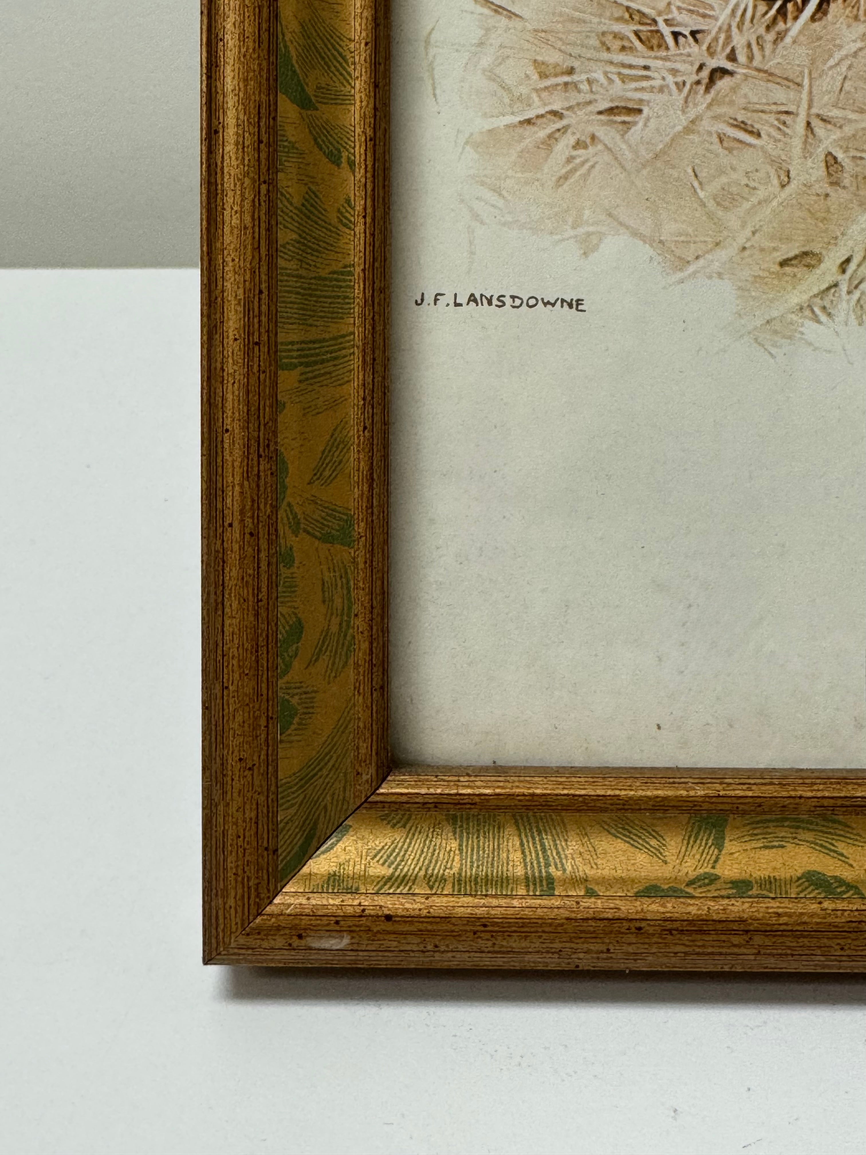 J.F. LANSDOWNE Common Loon Print