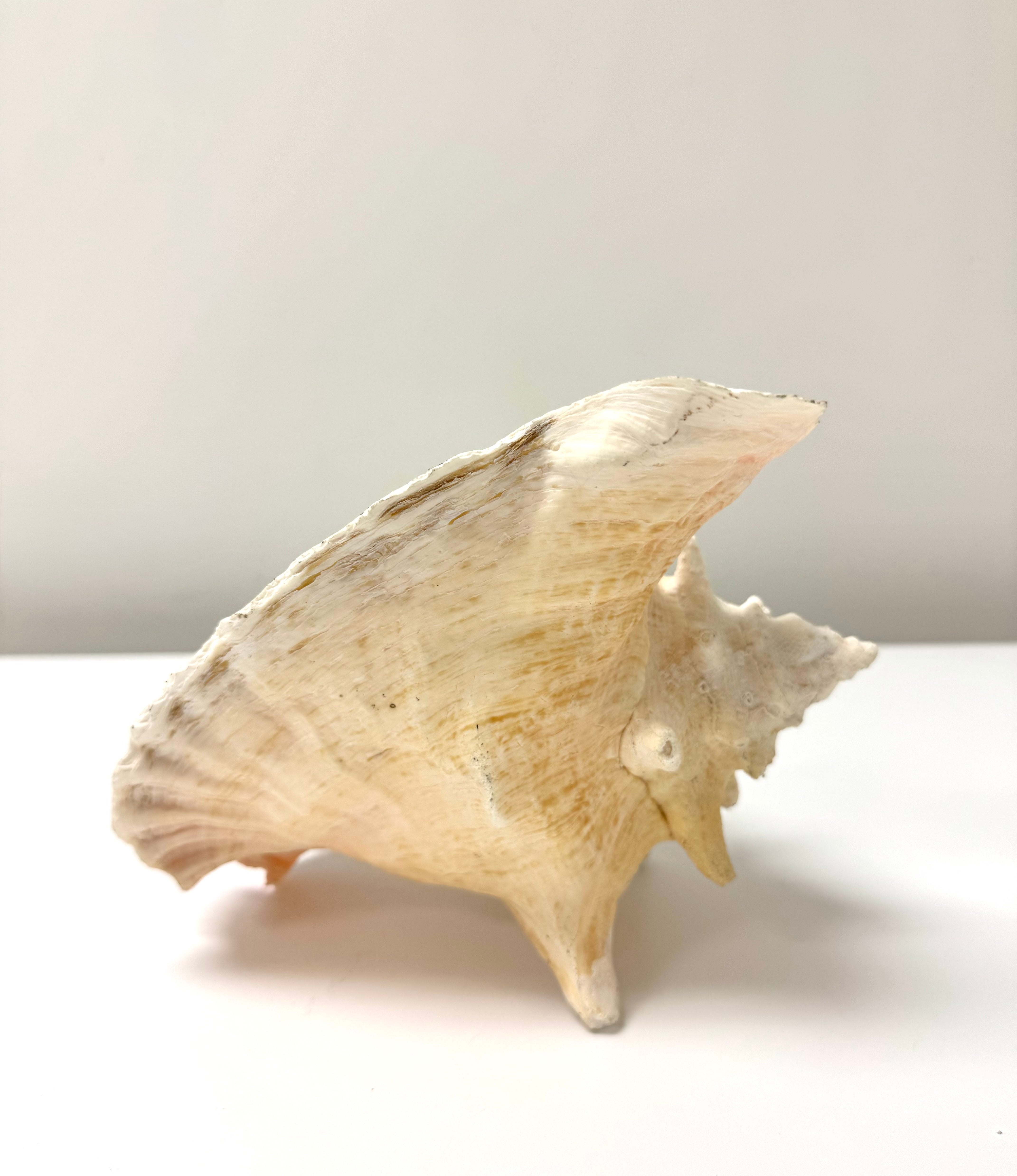 Queen Conch Shell