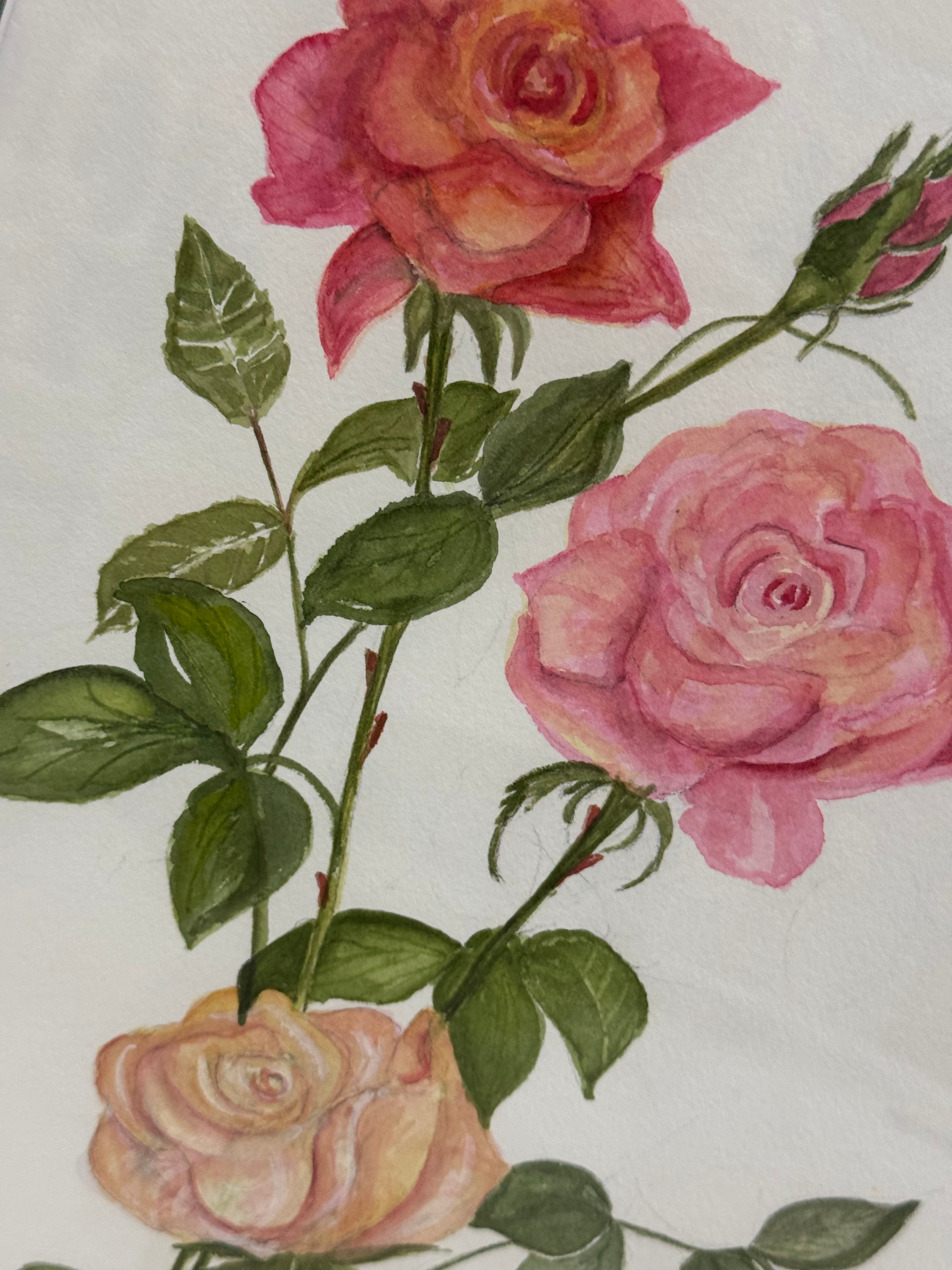 'Roses' Original Watercolour