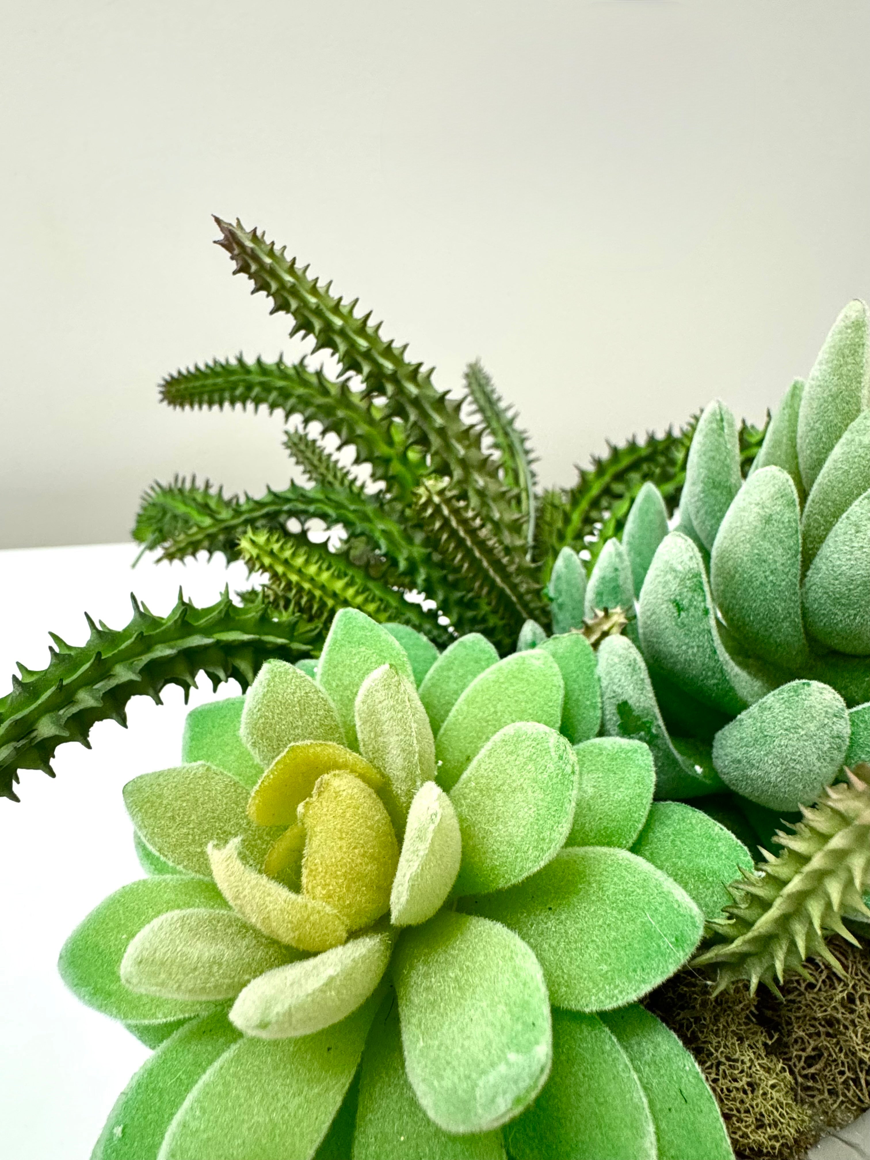 NEW Succulents in Gray Mandala Pot