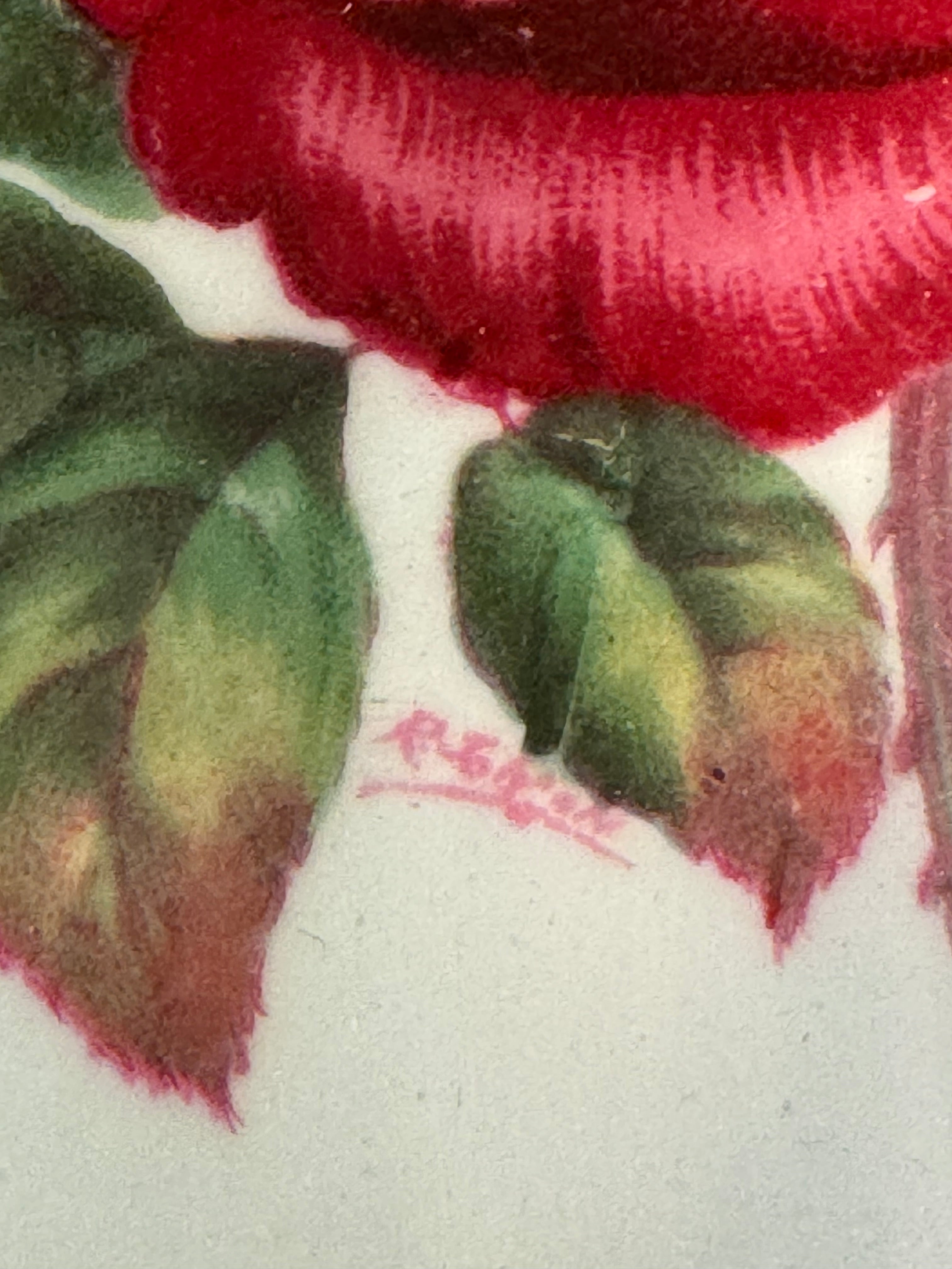 PARAGON Red Roses Cup & Saucer