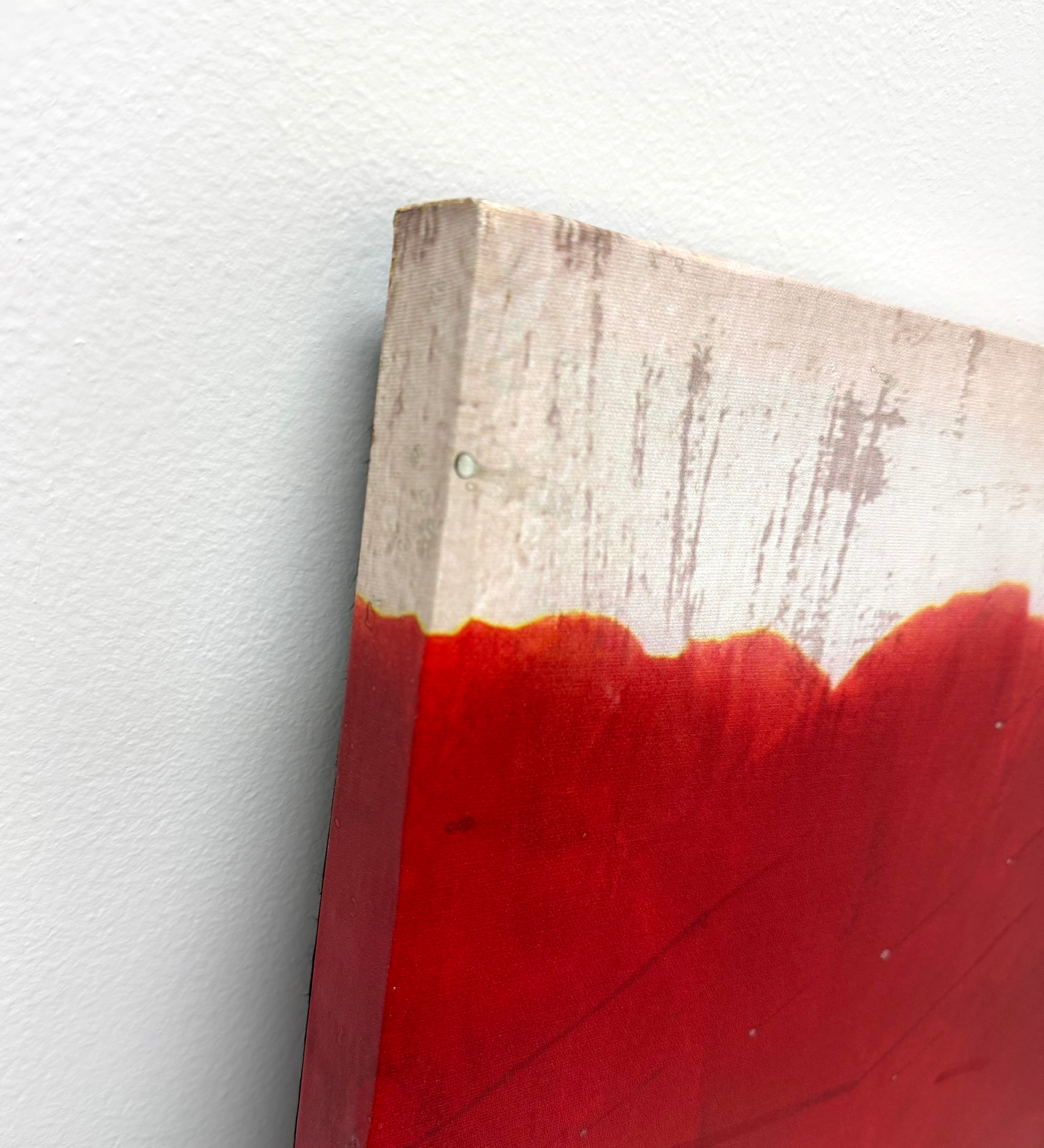 'Poppies' Canvas Art