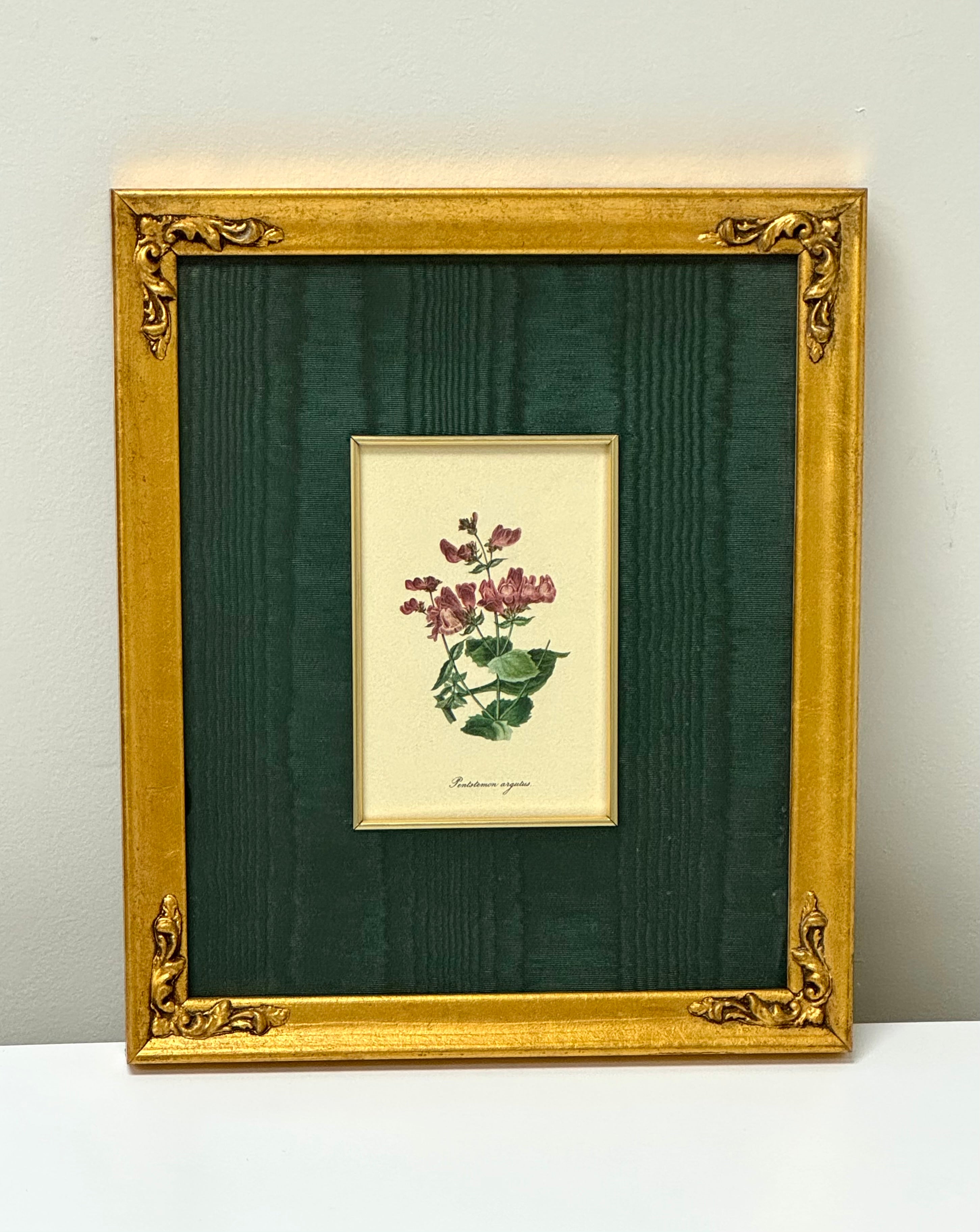 'Pentstemon Argutus' Botanical Print