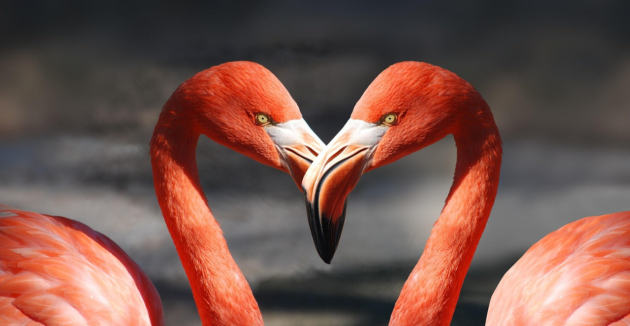 Valentine's Day