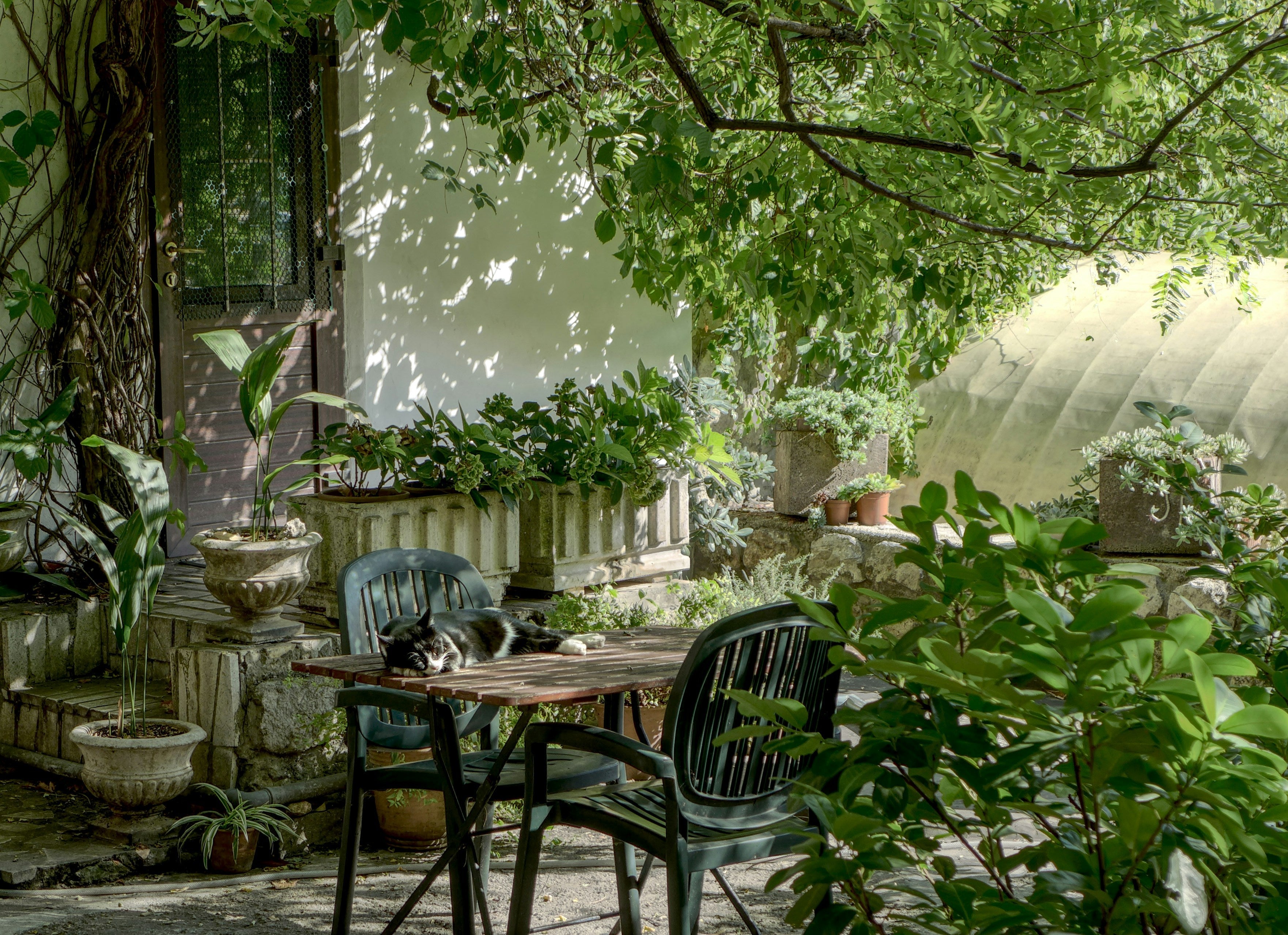 The Garden