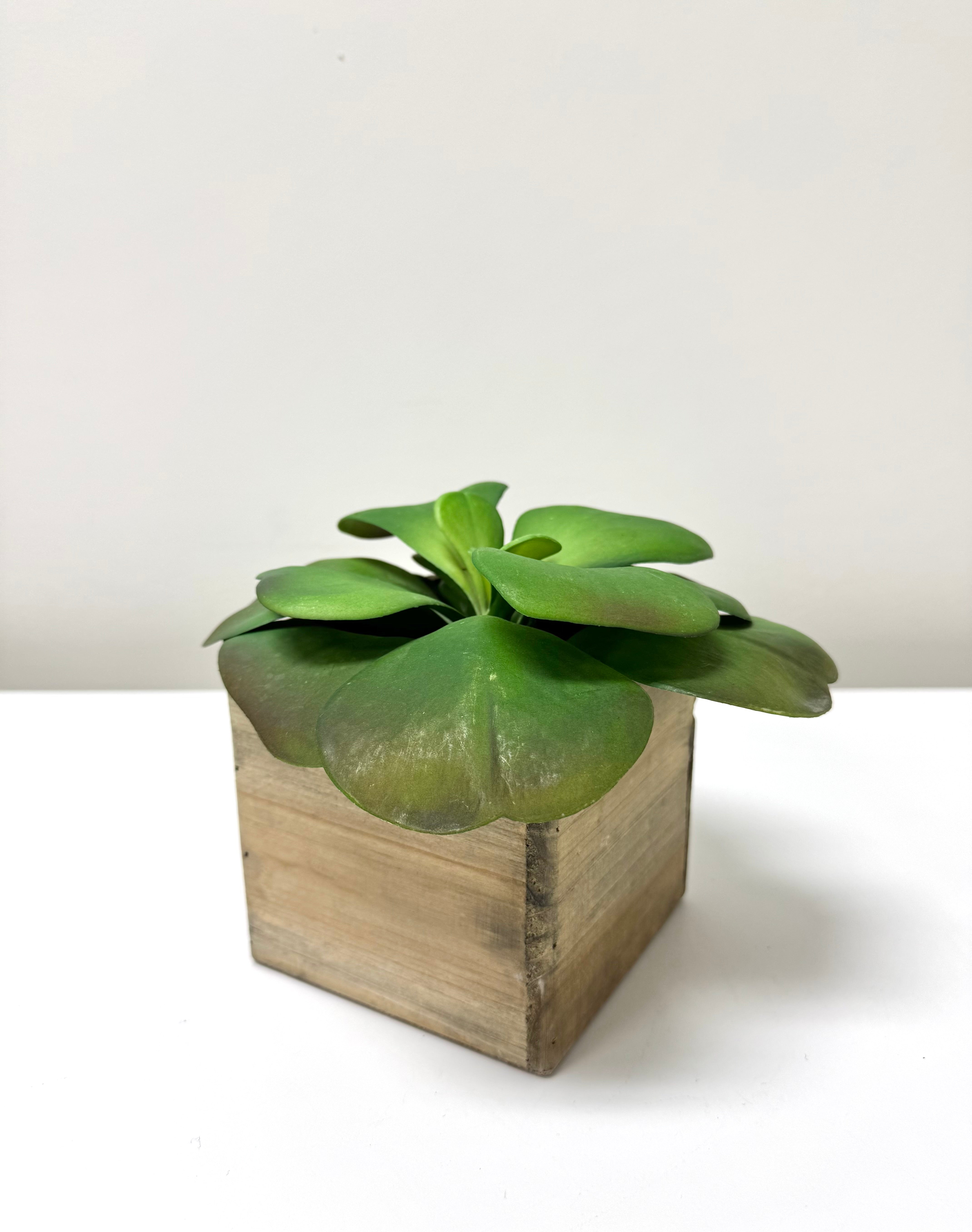 Faux Succulent in Wooden Box