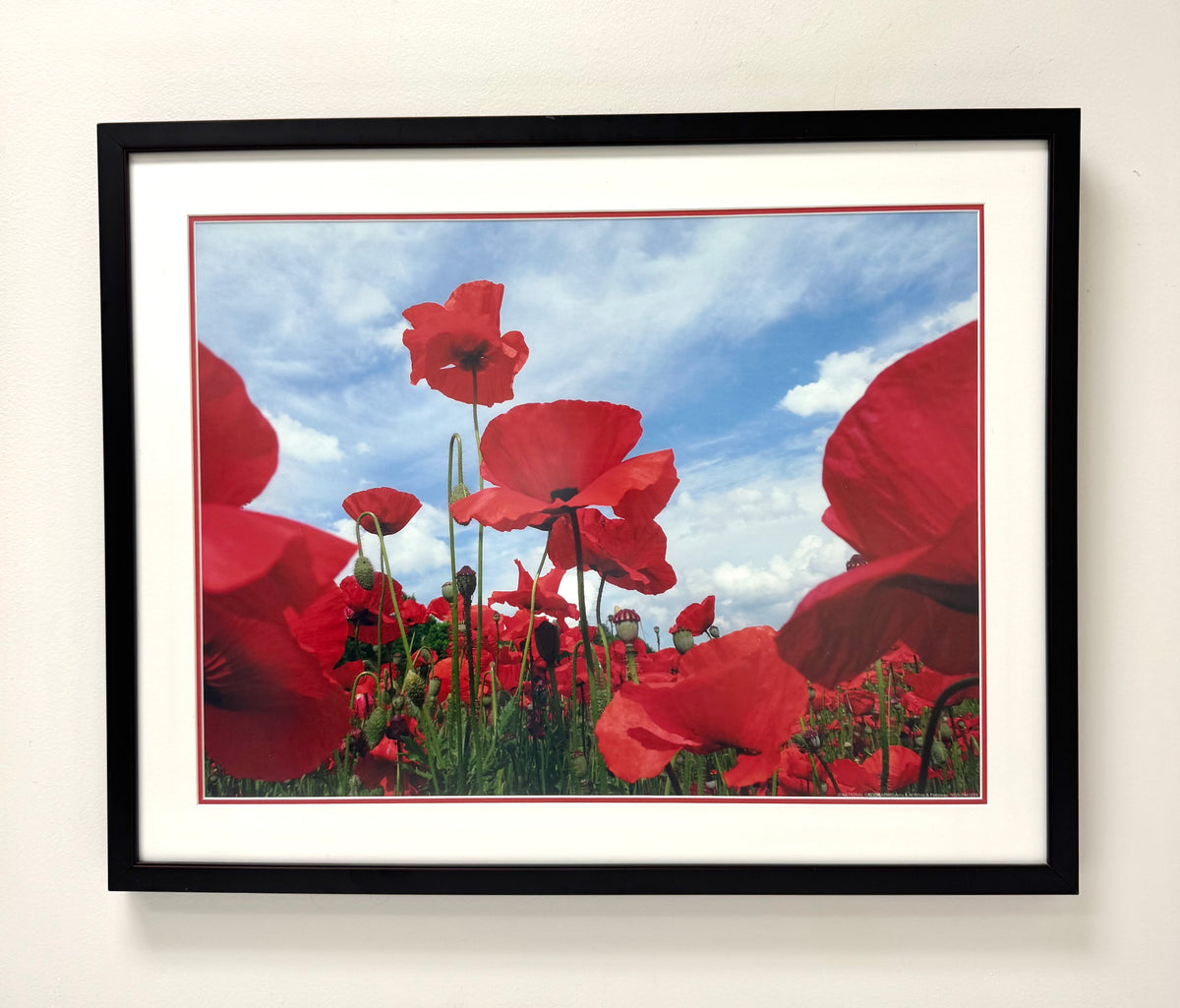 'Field of Poppies' Photograph