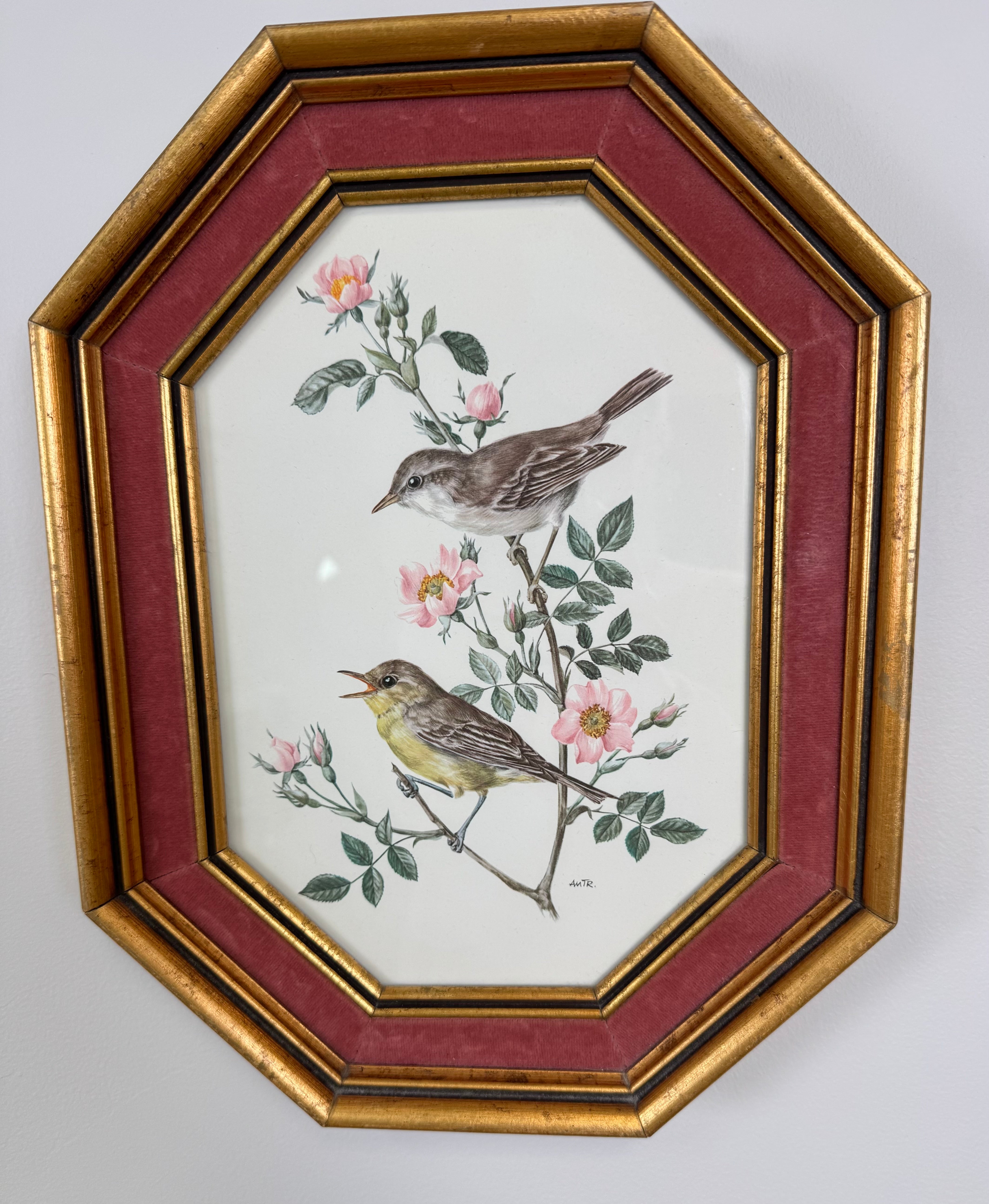 Vintage A. Marlin Warblers Bird Print