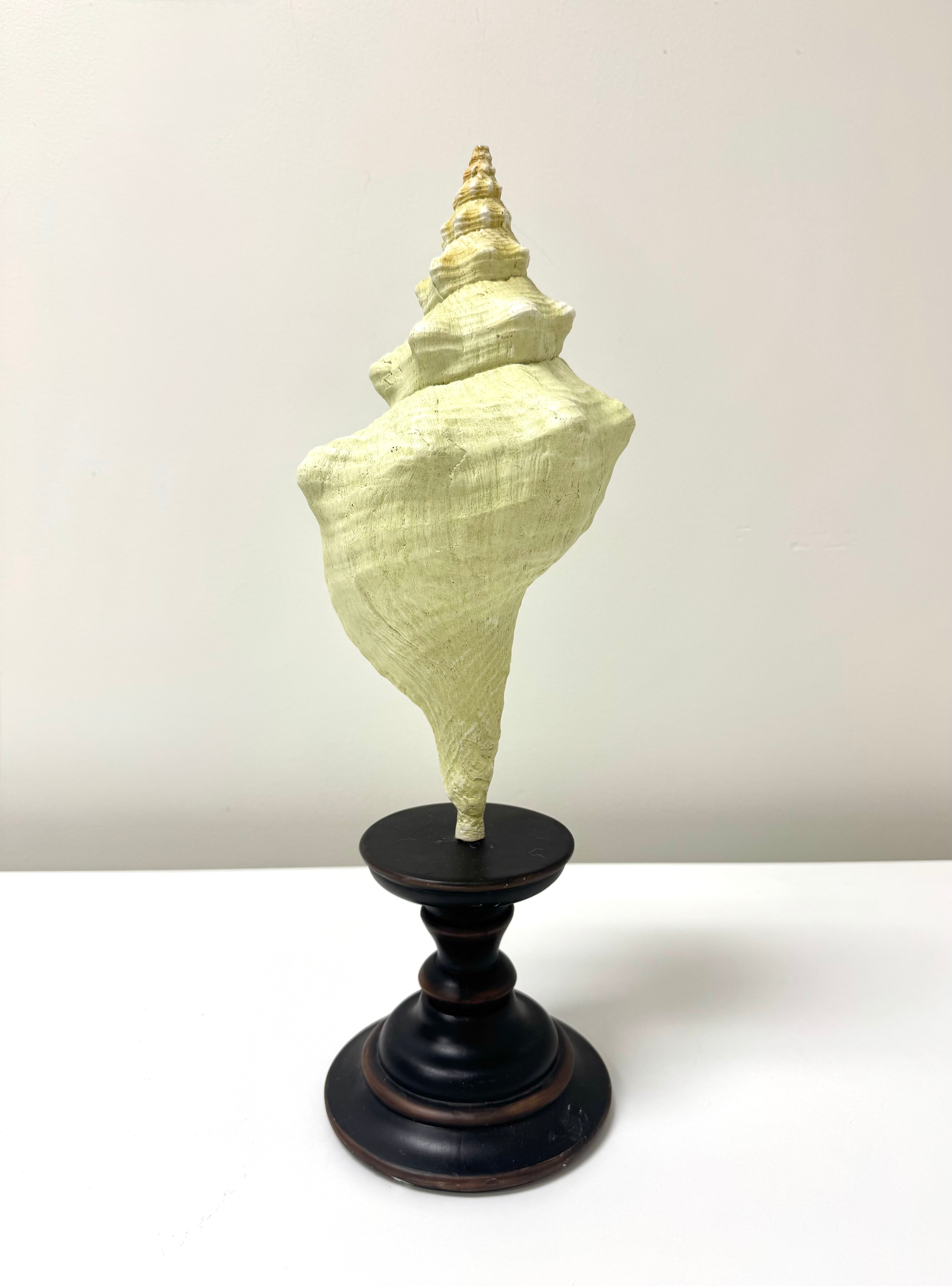Conch Shell on Wooden Stand