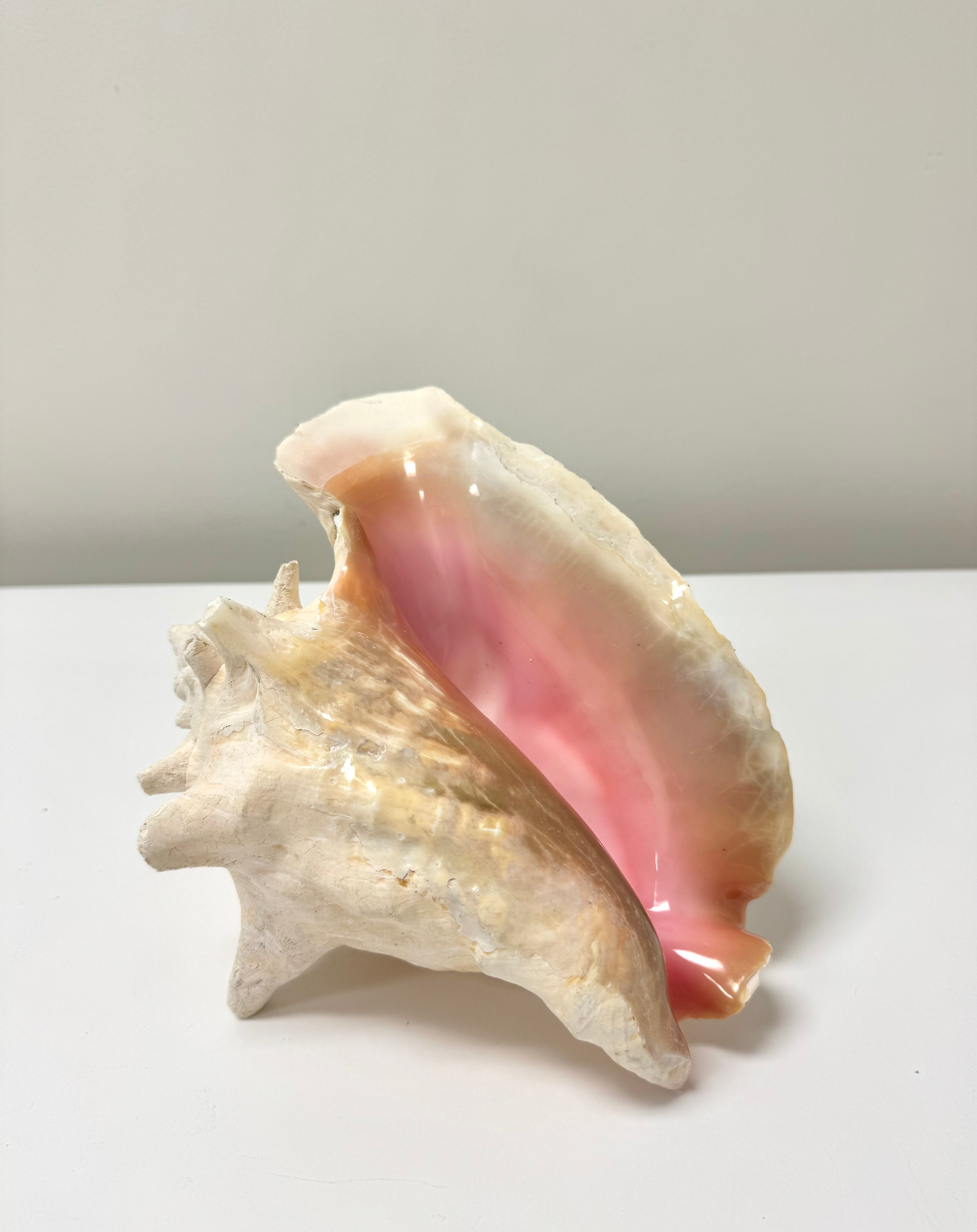 Queen Conch Shell