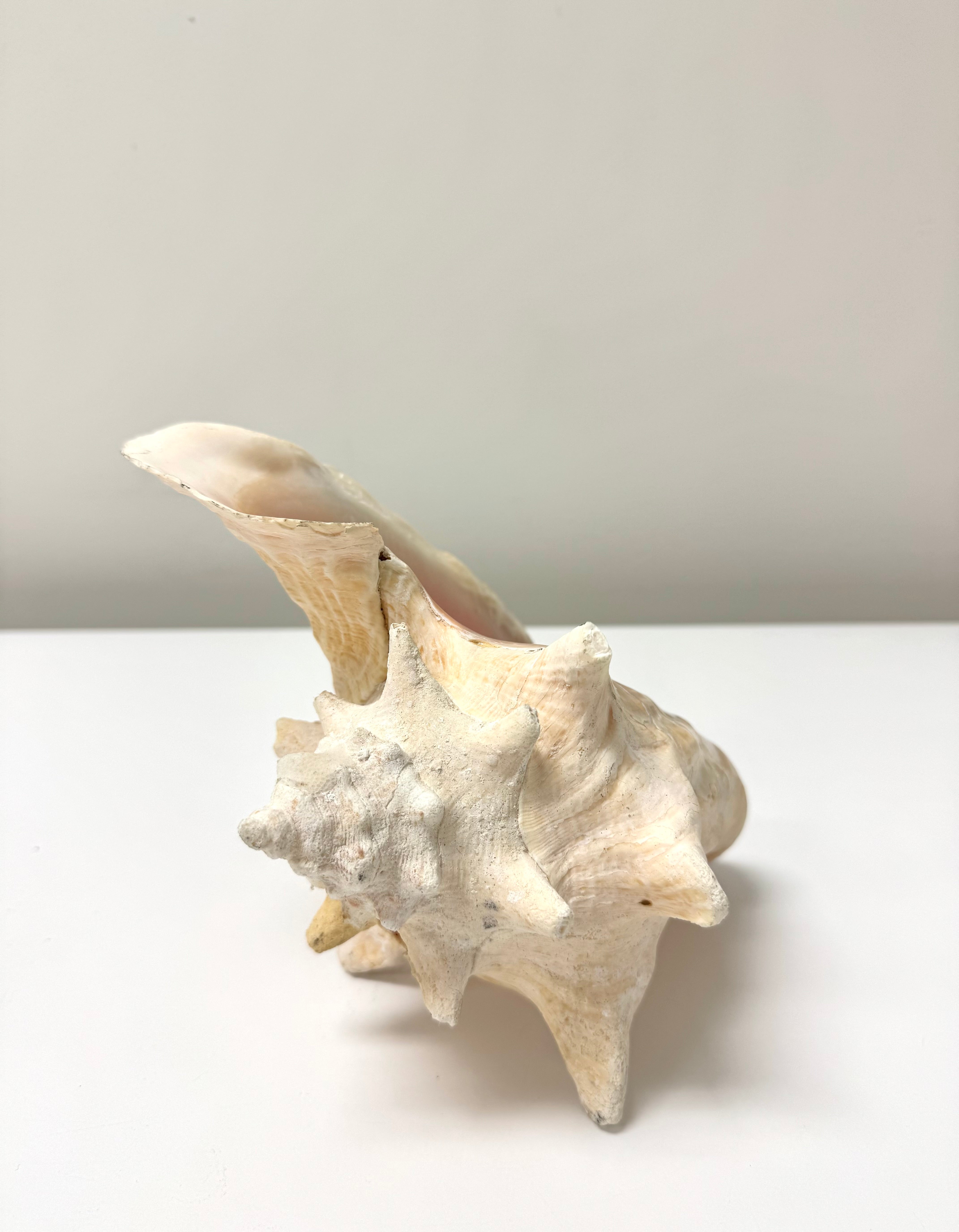 Queen Conch Shell