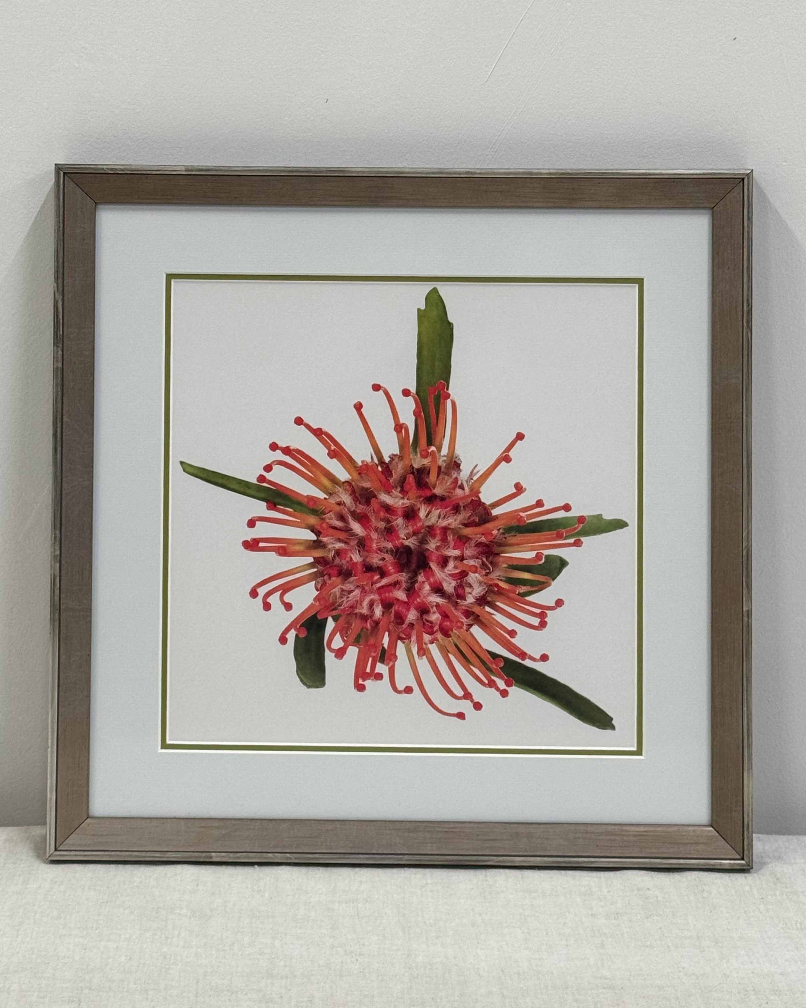 'Spider Flower' Art Print