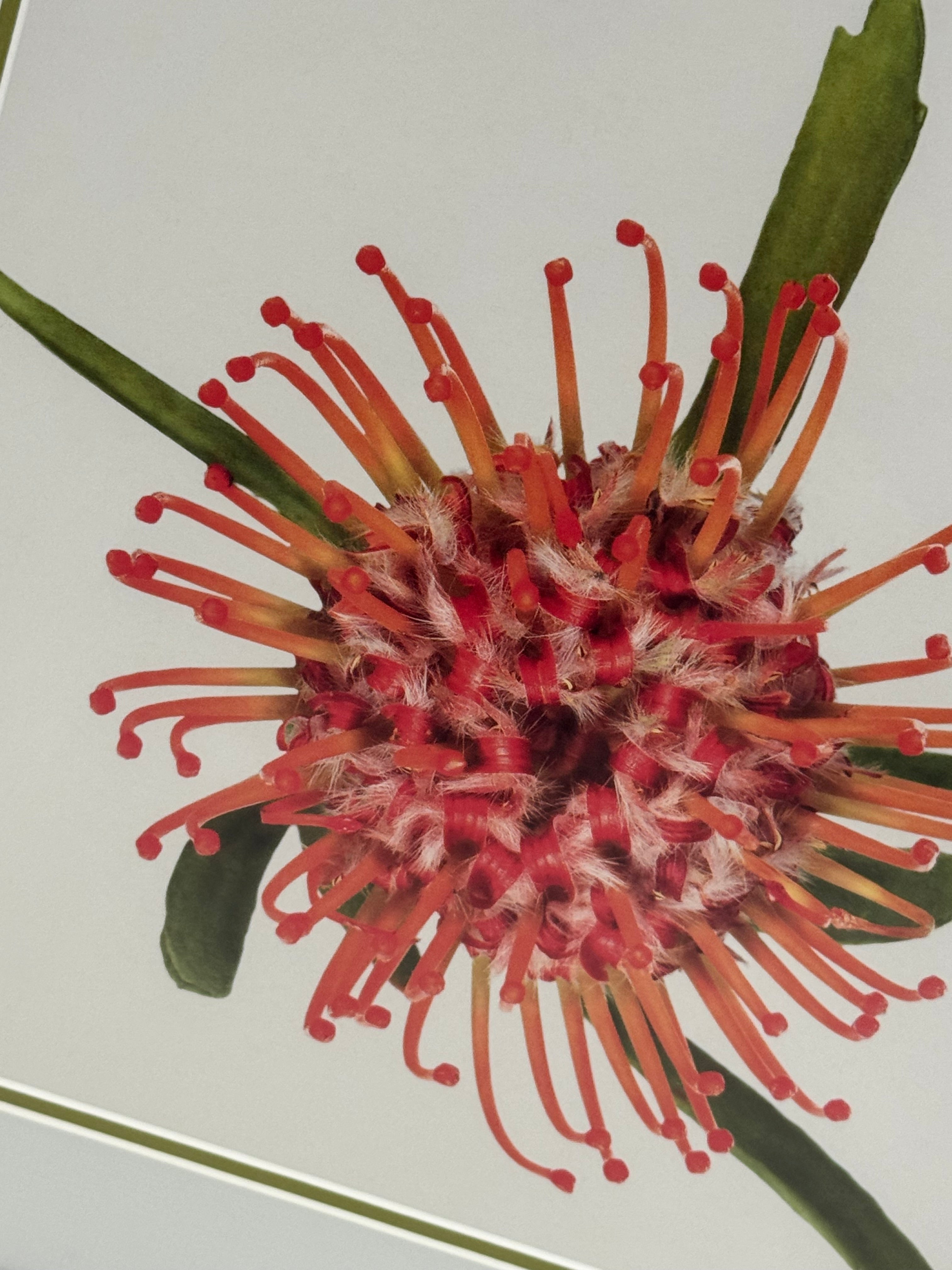 'Spider Flower' Art Print