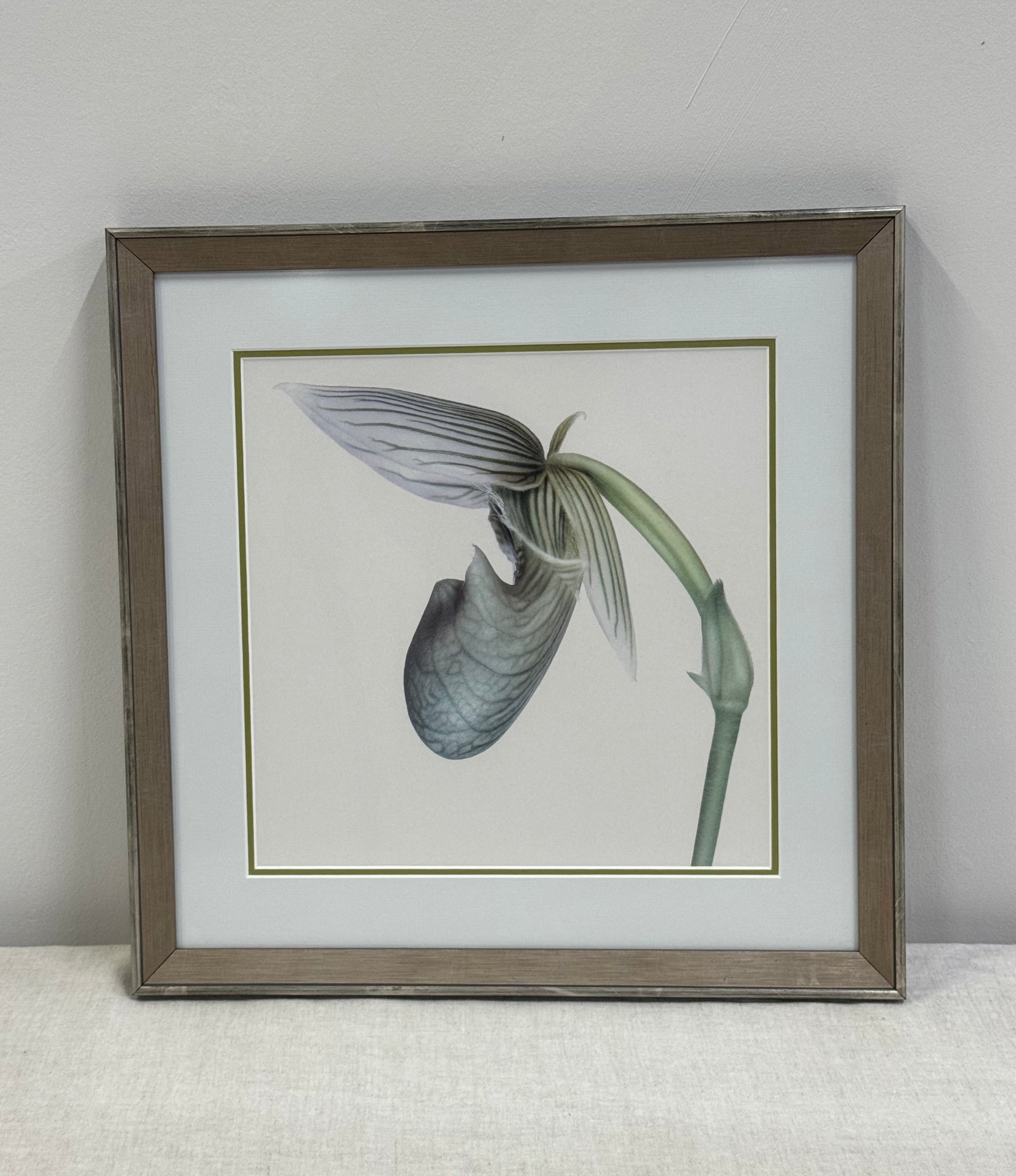 'Lady's Slipper Orchid' Art Print
