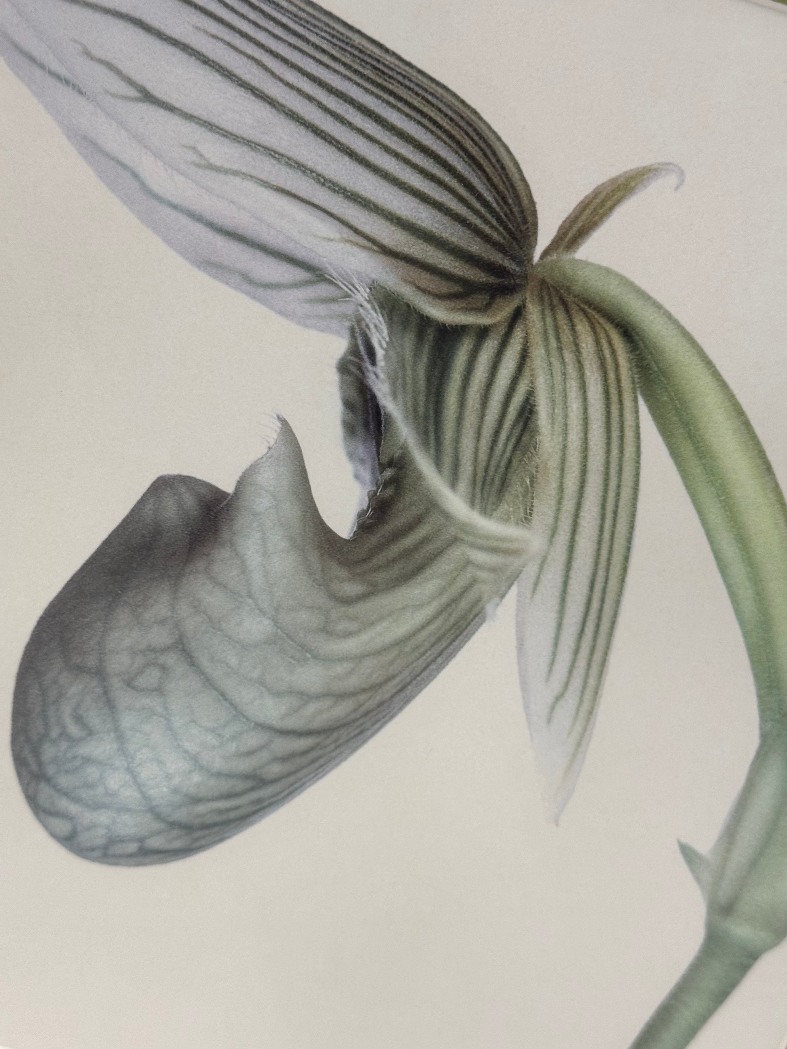 'Lady's Slipper Orchid' Art Print