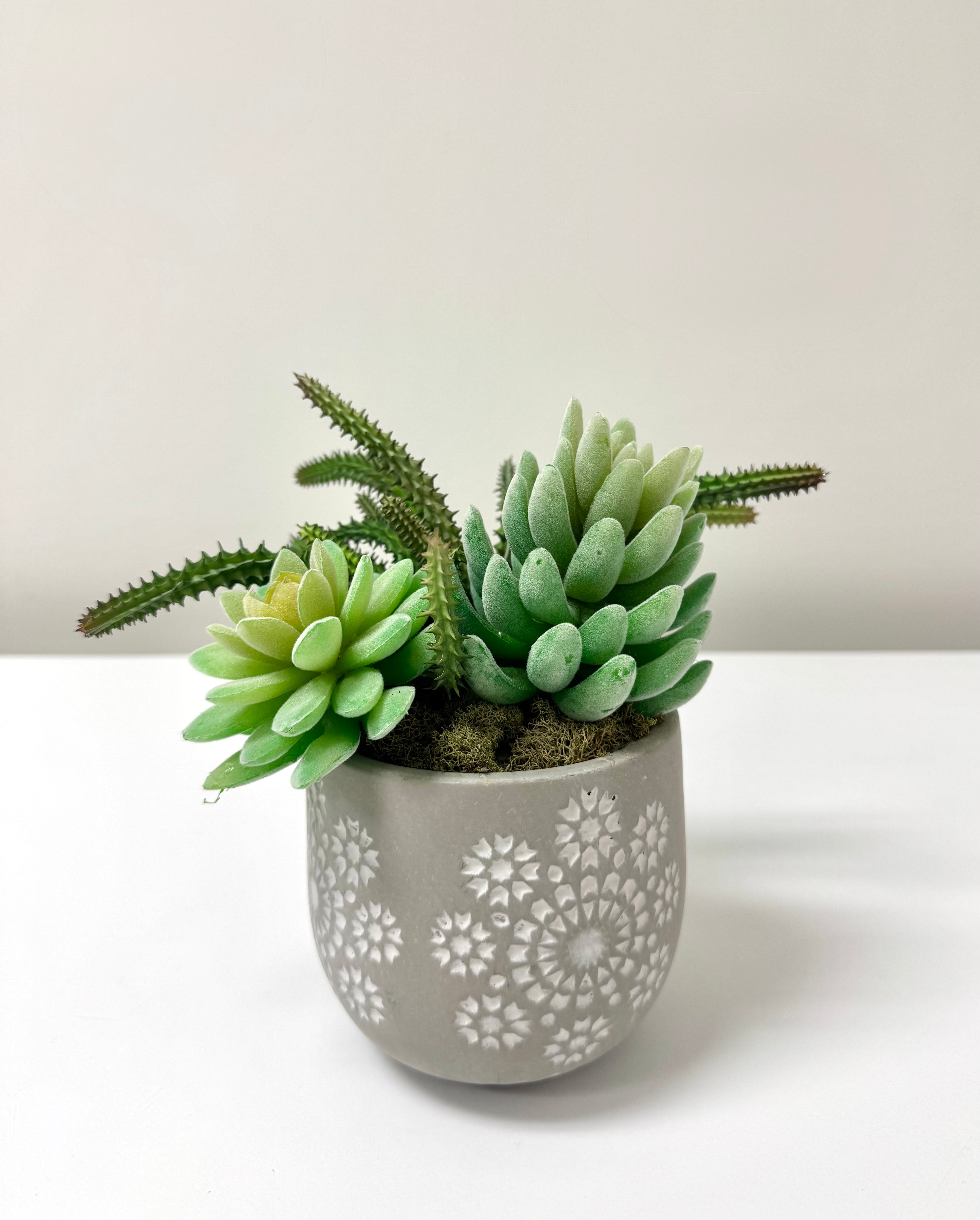 NEW Succulents in Gray Mandala Pot