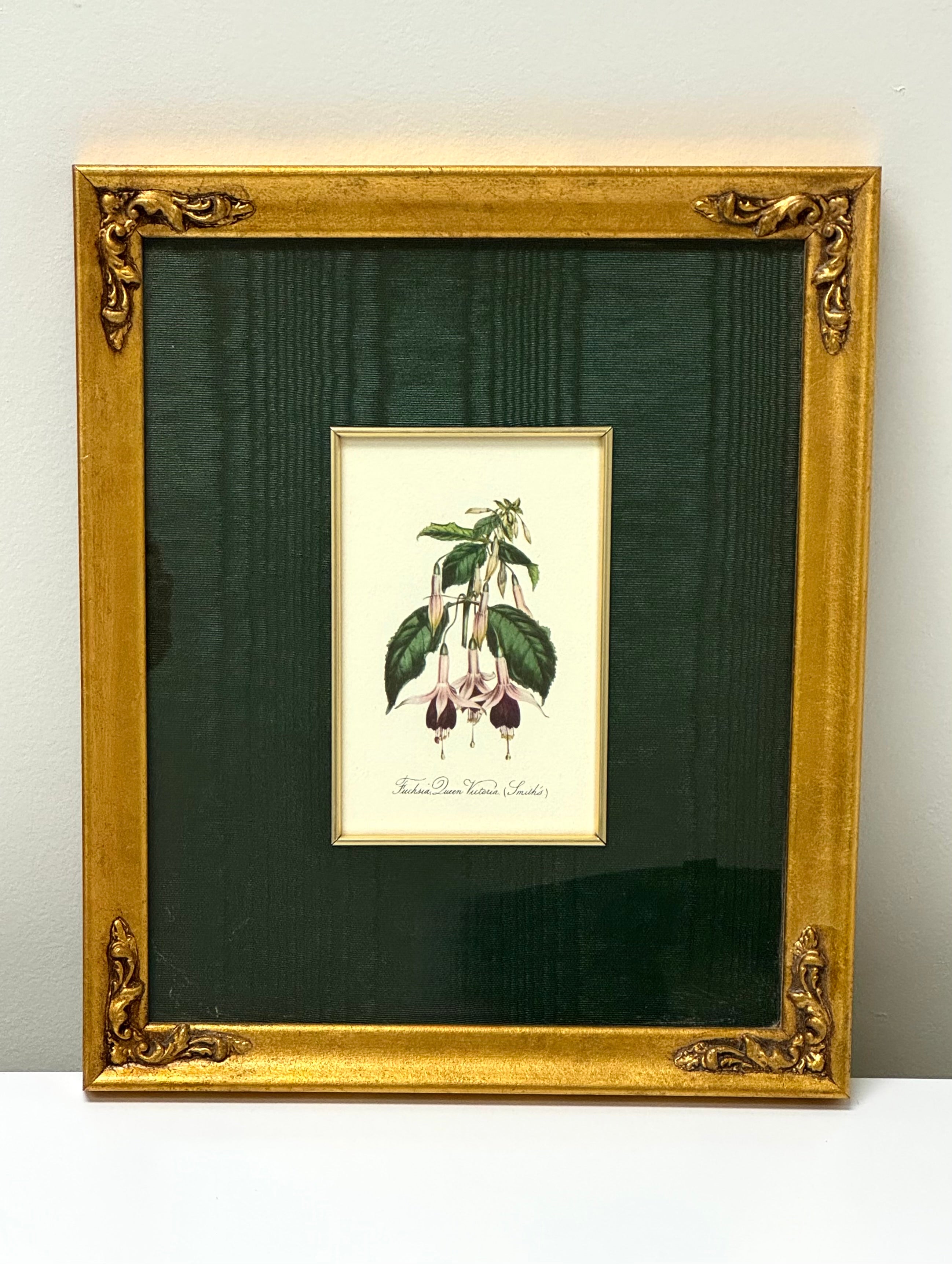 'Fuchsia Queen Victoria (Smith's)' Botanical Print